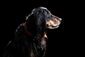 Profile head portrait of English spaniel dog