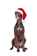 Sitting pointer dog wearing Santa hat isolated on white