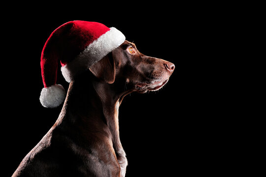 Side view portrait of kurtshaar dog wearing Santa hat isolated on black