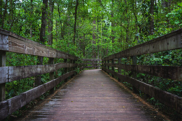 wooden bridge in the forest
