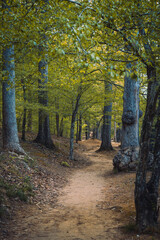 Obraz premium path in autumn forest