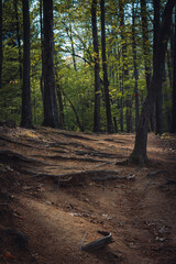 Fototapeta premium autumn in the woods