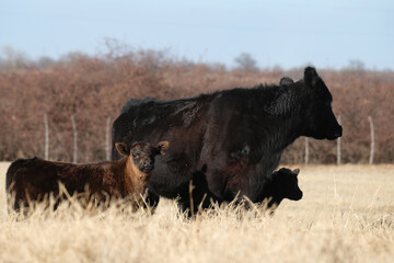 Black angus cow with calves in Texas winter field on beef ranch for agriculture industry.