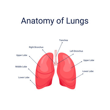 Human lungs anatomy diagram vector illustration