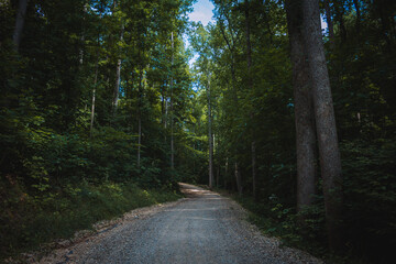 path in the woods