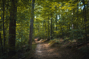Obraz premium path in the forest