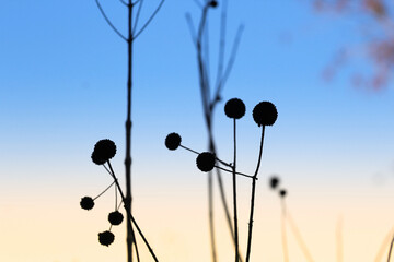 Obraz premium field of flowers