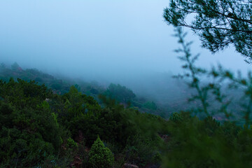 Fototapeta na wymiar Desierto de las palmas cubierto por una densa niebla