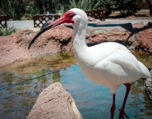 white ibis bird