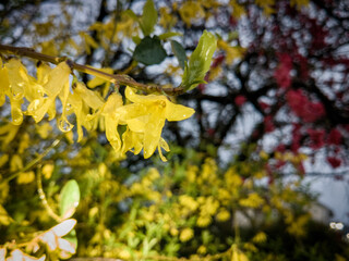 Obraz premium flower