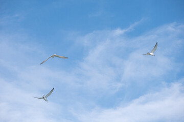 airplane flying in the sky
