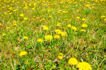 北海道の原野に群生するタンポポ 2 黄色い花
