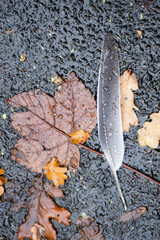 Fallen feather on the wet sidewalk and leaf litter