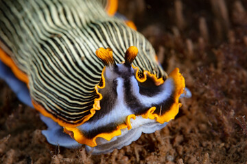 A beautiful nudibranch, Armina sp., crawls over the sandy seafloor in Alor searching for sea pens on which to feed. 