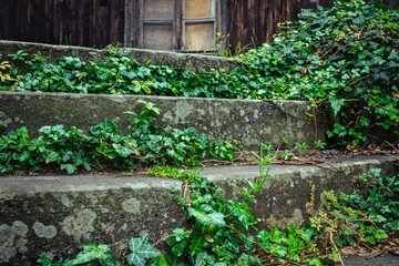 Ivy on the old concrete stairs. Overgrown steps, abandoned building. Long time unused.