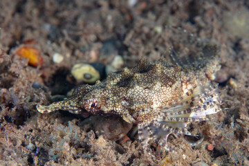 A Dragon sea moth, Eurypegasus draconis, crawls across the sandy seafloor of Beangabang Bay on the island of Pantar, Indonesia. These weird fish are almost always found in pairs.