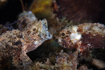 Fototapeta na wymiar On a sandy seafloor near Alor, Indonesia, a pair of small, unidentified scorpionfish, Scorpaenodes sp., display aggressive territorial behavior, opening their jaws at one another.