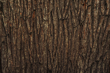 Tree bark on boards, bark wall on the building. Retro, abandoned place.