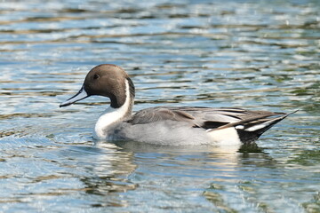 northern pintail in a seashore