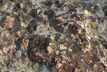 moss on the stone