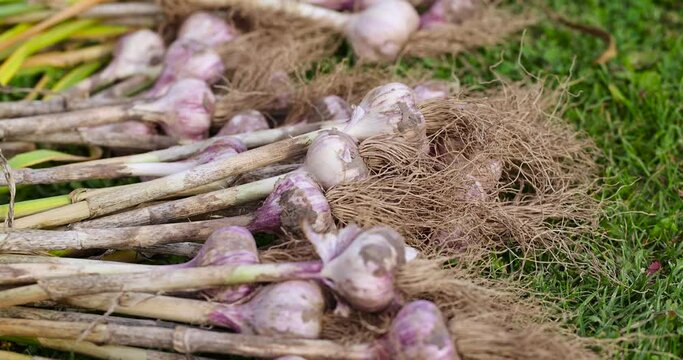 Harvested garlic on the grass while drying in the sun, garlic is fresh harvested