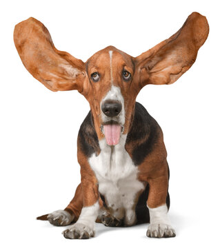 Basset Hound with Ears Up