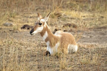 Female pronghorn on the ground.