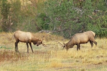 Fototapeta na wymiar Sparring during the elk rut in Montana.
