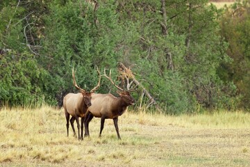 Two bull elk walking in the grass.