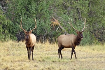 Two bull elk walking along.