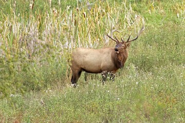 Naklejka na ściany i meble Bull elk stands in tall grass.