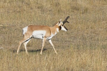 Large pronghorn in a grassy field.