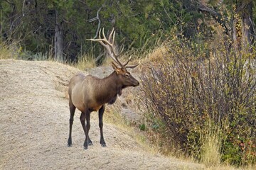 Bull elk looking into the brush.