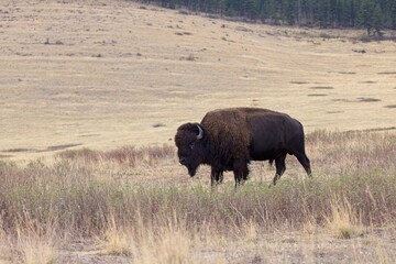 Bison walking in the field.