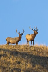 Bull elk standing on top of a hill.