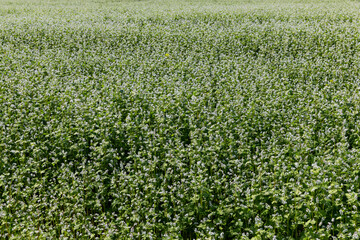Fototapeta na wymiar Agricultural field where buckwheat blooms