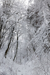 Deciduous trees in the snow in winter