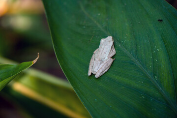 This unique and contrasting white tree frog is sitting quietly on a wide green leaf in the middle of the forest, close up and bokeh photographed