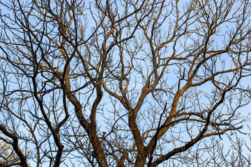 tree changes in the park in the autumn season