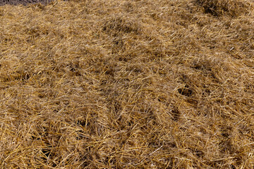 Yellow-golden straw in the field after harvesting