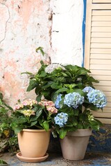 Beautiful blooming hortensia plants in pots outdoors. Space for text