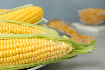 Plate of fresh corncobs with husks on grey table, closeup