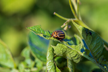 Colorado beetles, growing potatoes as a food product