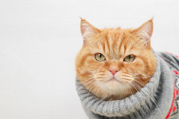 Portrait of a ginger pedigree cat in a gray winter sweater with a Christmas ornament.