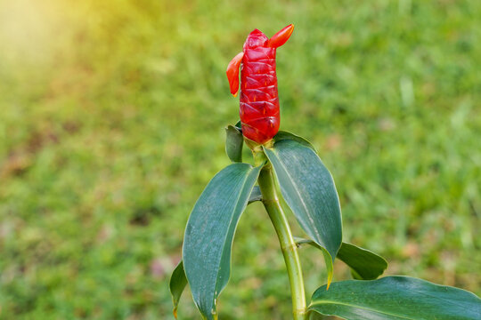Costus woodsonii, Costus speciosus is a herbaceous plant. There is a rhizome underground, often in clumps, with red flowers similar to ginger flowers. 