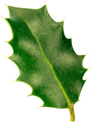 European Holly (Ilex aquifolium) leaf on white background