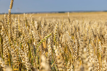 ripe wheat harvest in summer