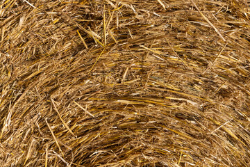 twisted straw stacks after harvest