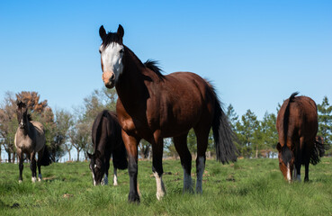 Fototapeta premium free horses. horse nature. horses. horses in the field. horse puppies. nature. natural landscape. Argentina