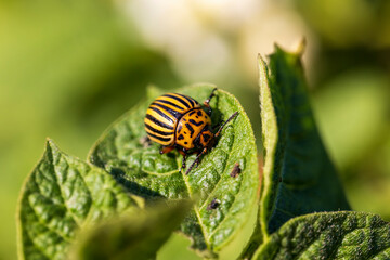 Colorado beetles, growing potatoes as a food product